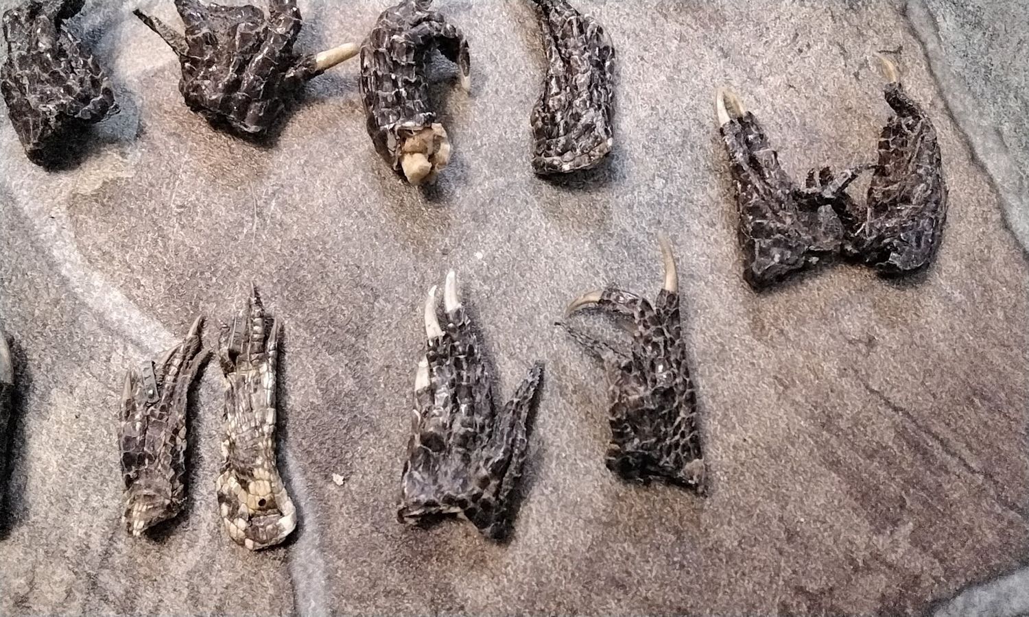 Alligator Foot For 2 Small From Fla USA