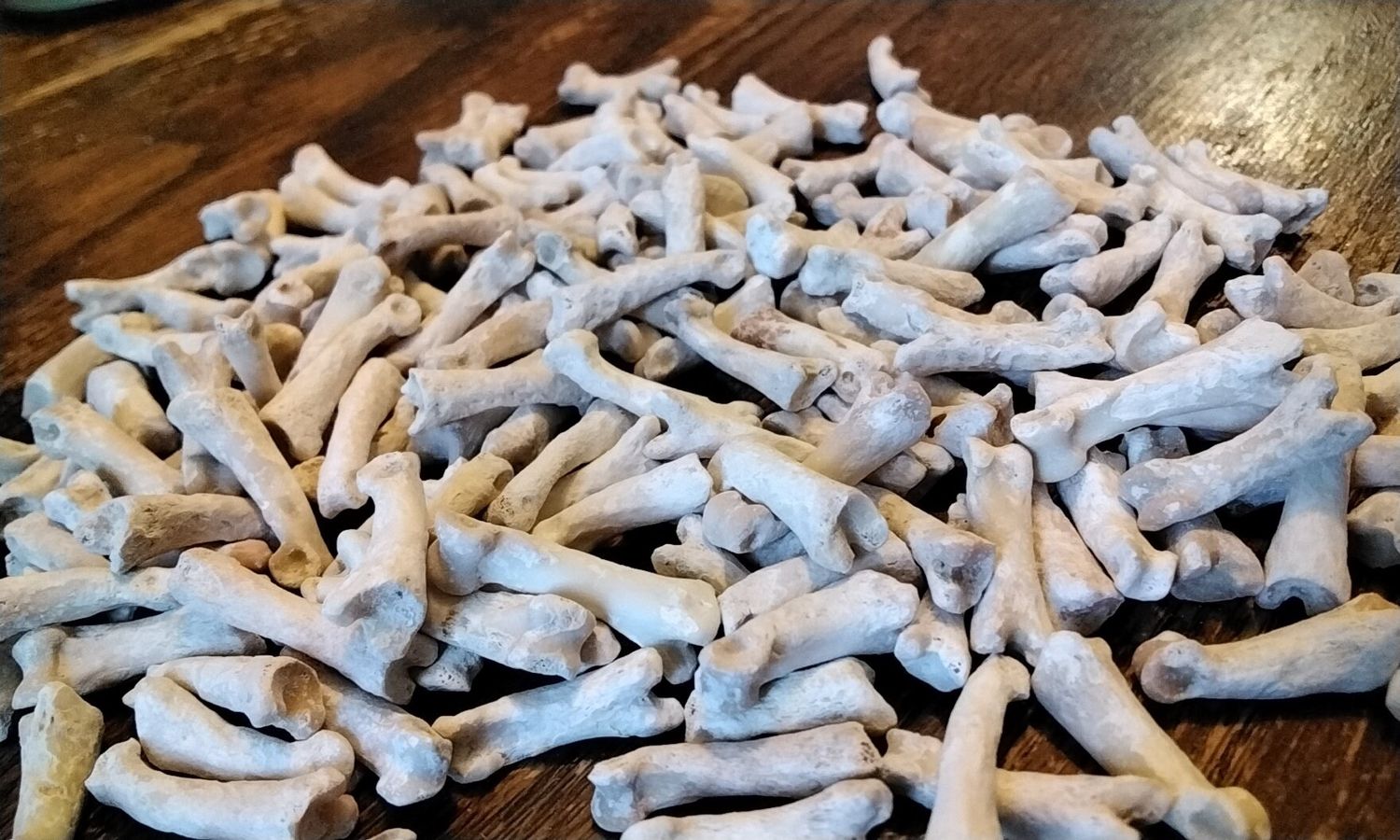 Coyote Toe Knuckle Bones For 10 From USA