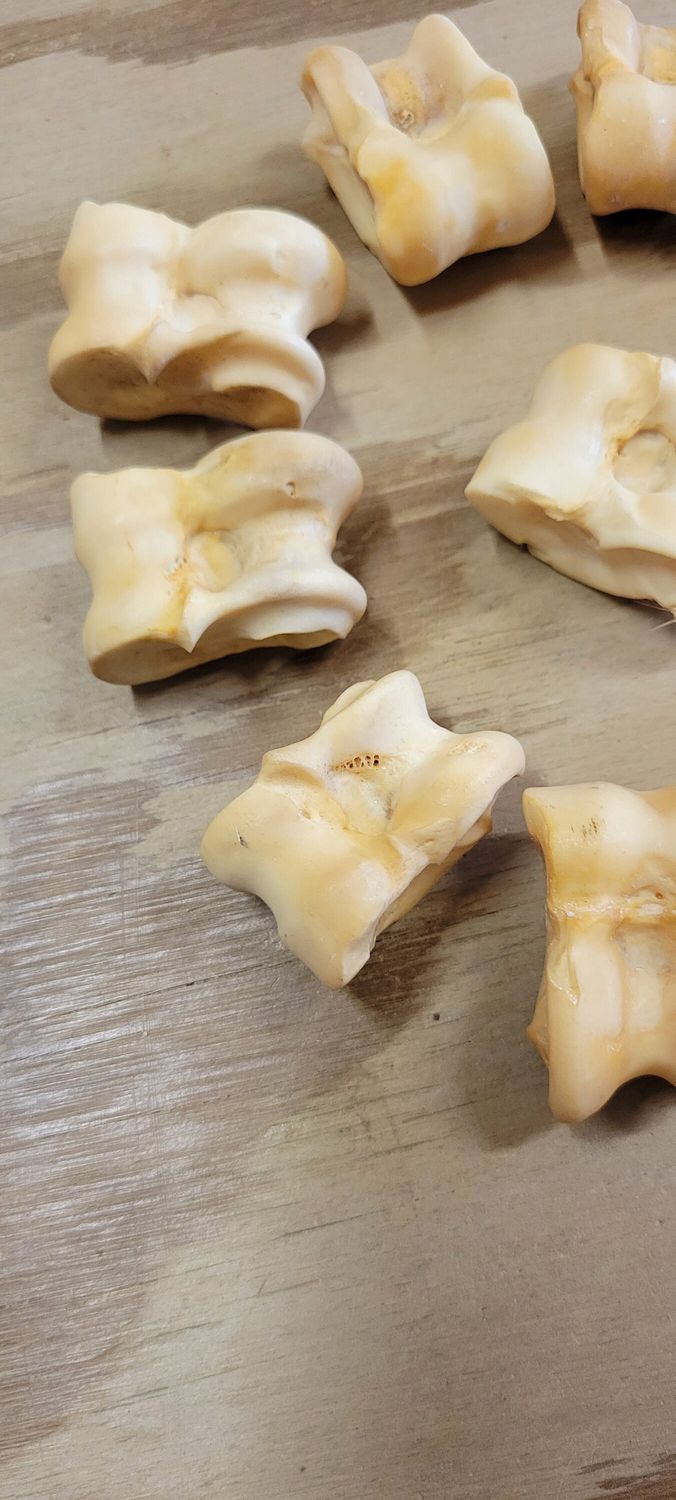 Jumbo Deer Joint Bones Viking Dice Bones For 2 Astragaloi Deer Leg Joint Bones From Mn. USA Rolling With Bones