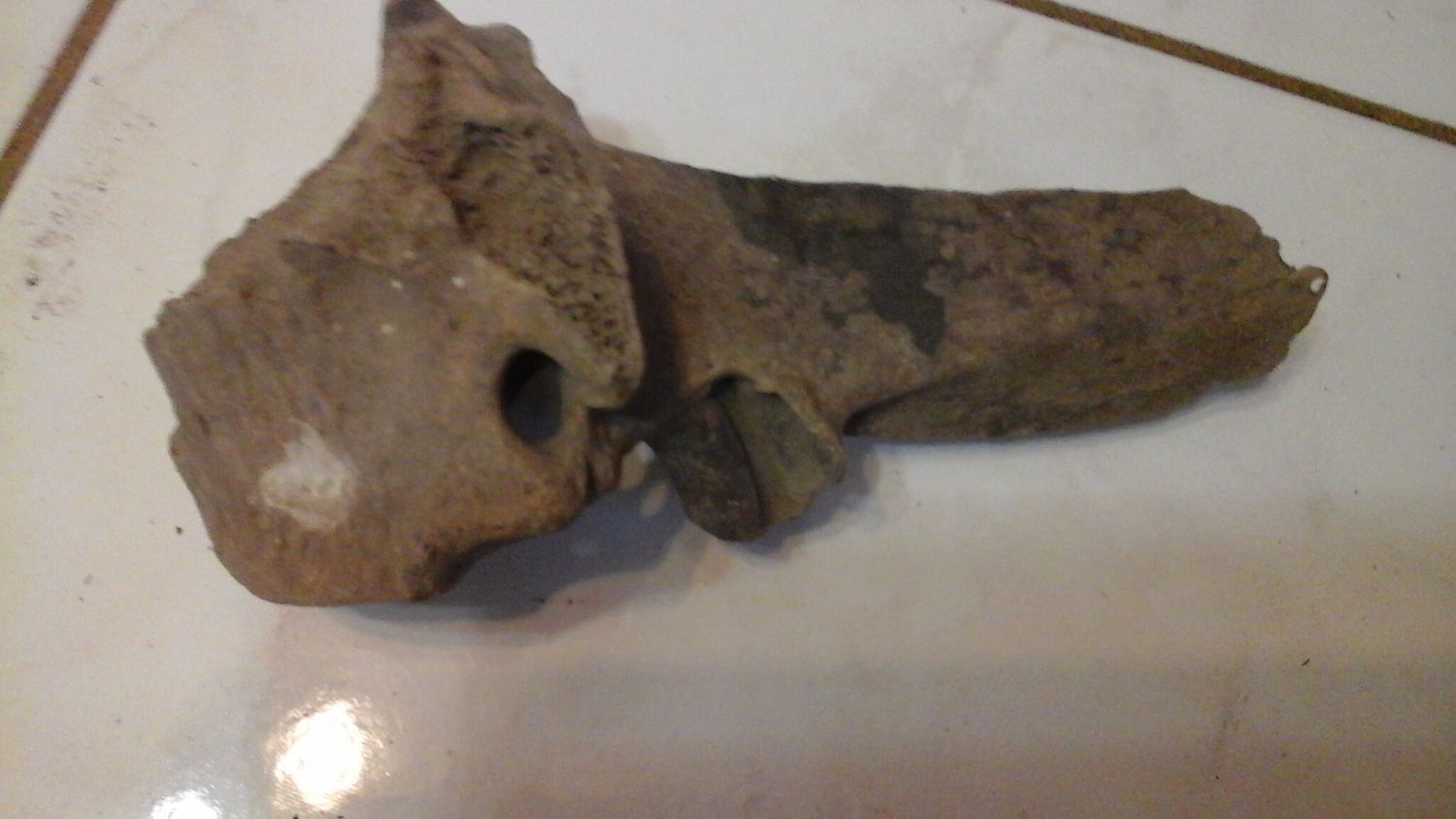 Fossil Bison Buffalo Vertebrae Bone Lot#4