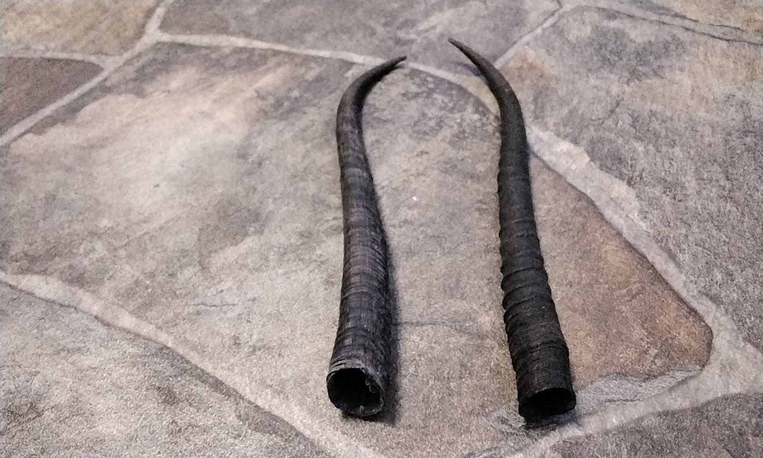 Springbok Horn Set Lot # 8 3/8&quot; - 8 1/2&quot;