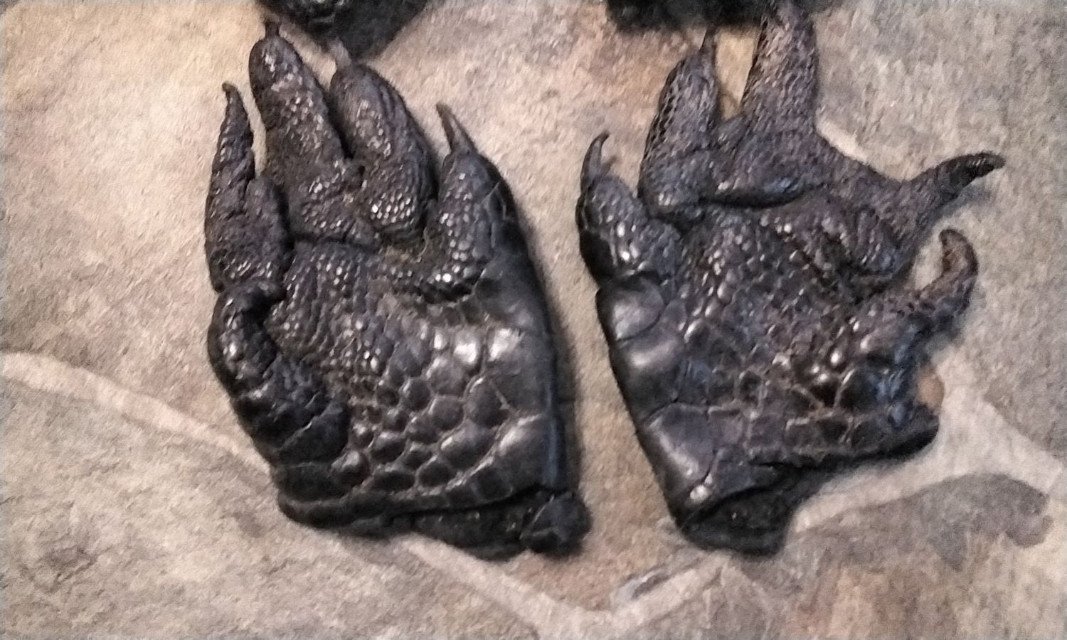 Alligator Foot For 1 Super Soft Pliable Tan Skinned Out Like A Glove From Fla. USA Lot# 5 1/2&quot; - 6&quot; x 3 1/2&quot; - 4&quot;