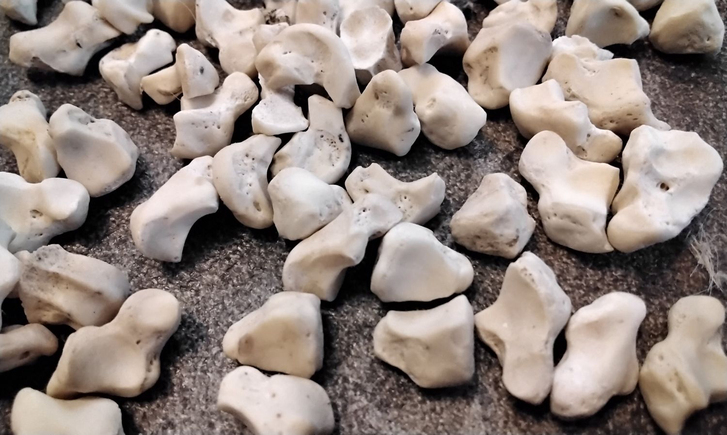 Badger Joint Bone For 10 Joint Bones That Are Behind The Knuckle Bone From Mn. USA I Will Not Ship These To Wisconsin