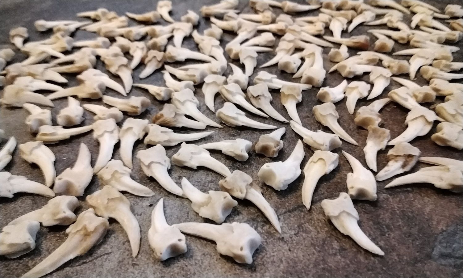Badger Claw Bones For 4 Lg/Med. I will not ship these to Wisconsin From Mn. USA