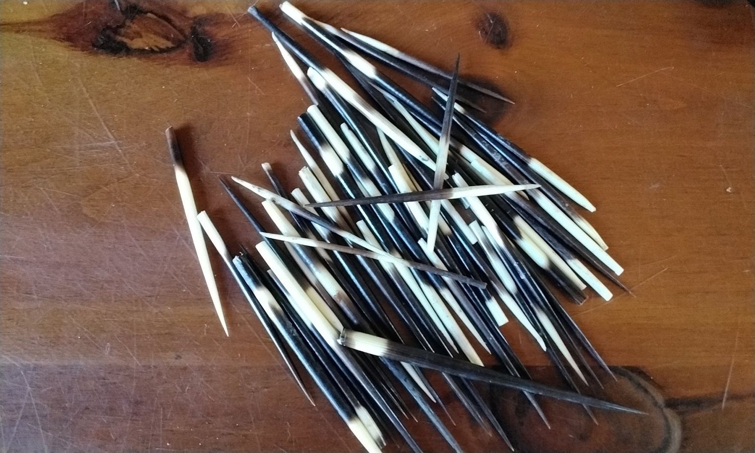Porcupine Quill For 3 African Porcupine Quills That are about 3&quot; - 4&quot; Long