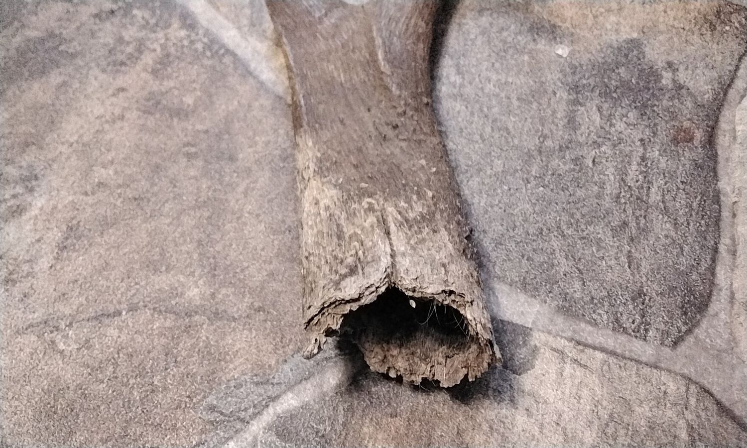 Antelope Horn For 1 From USA Lot# 10 1/2&quot; x 1 1/4&quot; - 1 3/4&quot;
