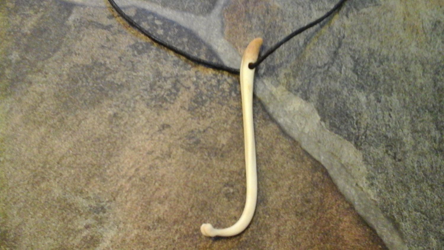 Coon Dick Necklace Raccoon Baculum Bone  Made In USA