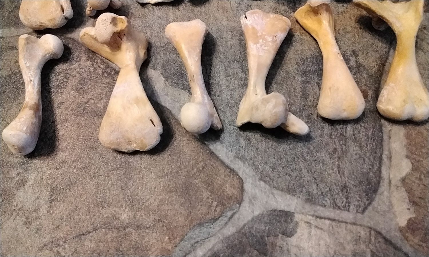 Turtle Leg Bone &amp;gt; for 1 Natural Jumbo Size Femur Bone  Common Snapper From Mn.