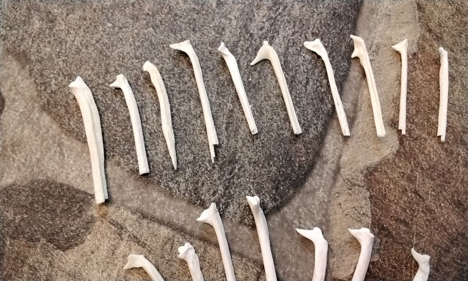 Alligator Gar Fish Rib Bones For 12 Med/Sm Some Look Like Horse Heads From USA 7/8&quot; - 1 1/4&quot; Size