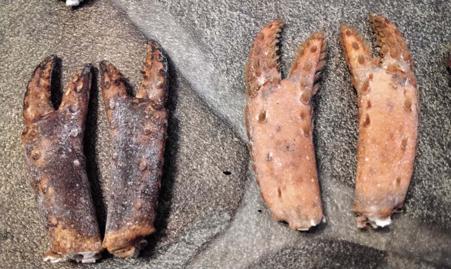 Lobster Claw/Feet Maine Lobster For 2 Large Lot#1 From USA