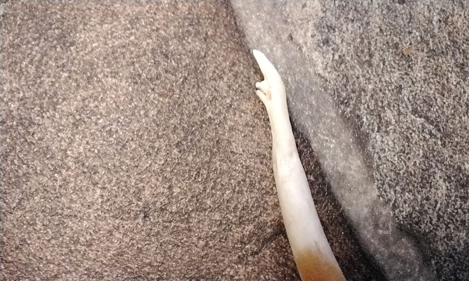Coon Dick Toothpick A Shorty One That Was Broken And Healed Naturally Lot# SCDTP