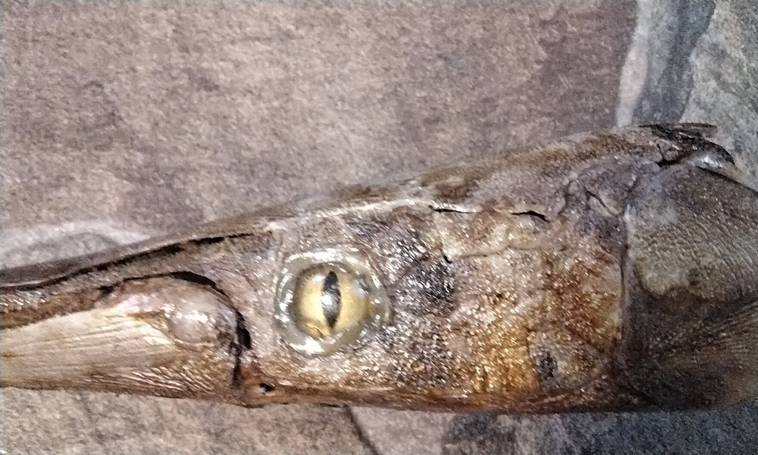 Gar Fish Head Open Mouth Large Gar Fish Head With Teeth Long Nose Gar Fish Head  From Mn. USA