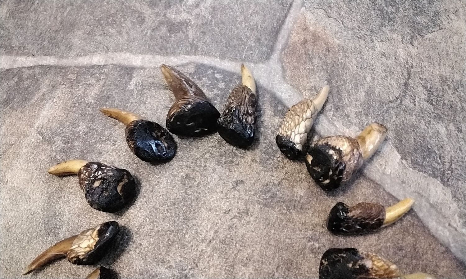 Alligator Toe For 2 Medium From Fla. USA Lot # Med