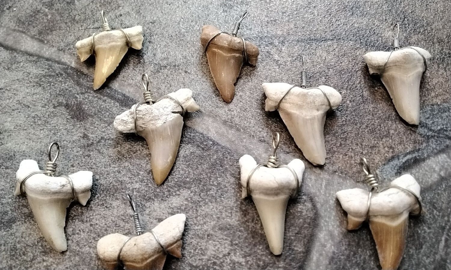 Fossilized Shark Tooth Wrapped In Sterling Silver For 1 Brown/Tan Color Lot#2