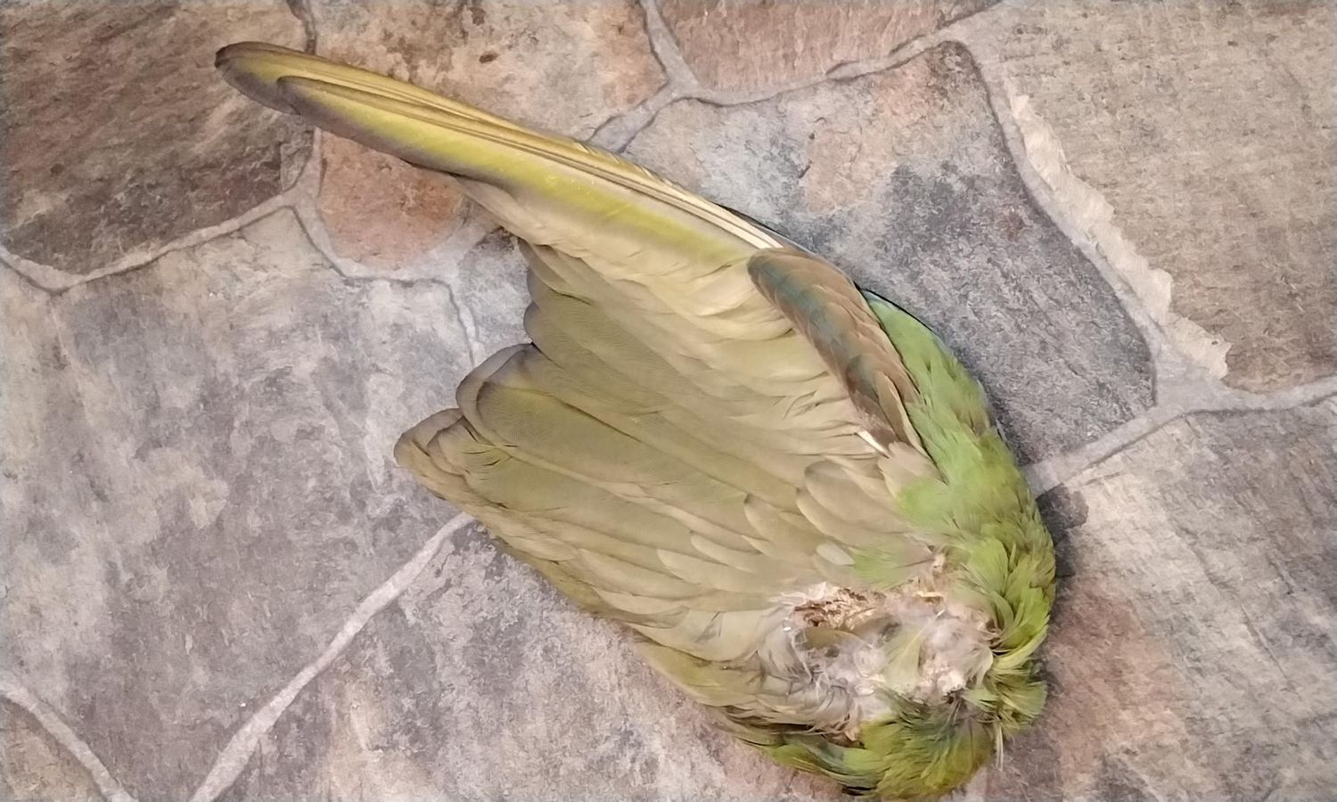 Parrot Feather Wing USA Farm Pin Raised Died Of Natural Causes Lot # Blue And Green Macaw Parrot Feather Wing this is from a domesticated pet bird