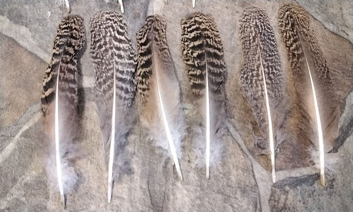 Peacock Mottled Feathers  For 4 Female Spotted Wing Feathers Farm Raised From Mn. USA Lot# Spotted 7&quot;-8&quot;