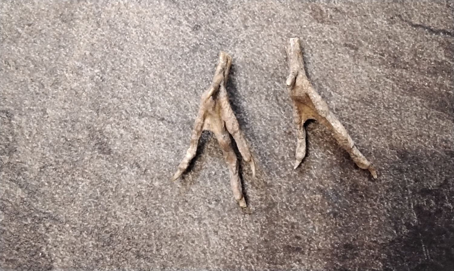 Quail Foot With Claws For 2 From Mn USA