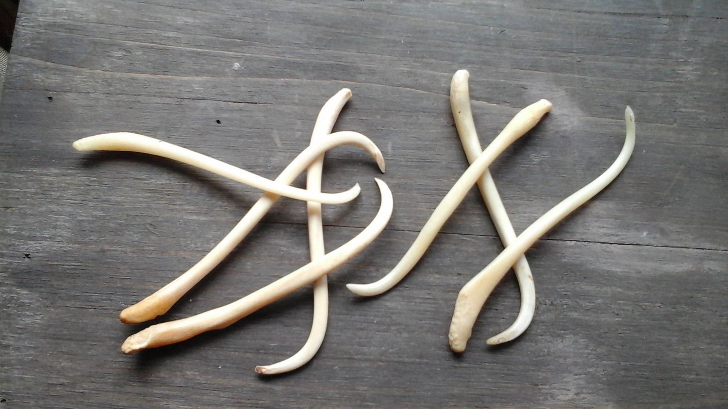 Coon Dick Toothpick for 1 Usable Raccoon Baculum Toothpick Made In USA