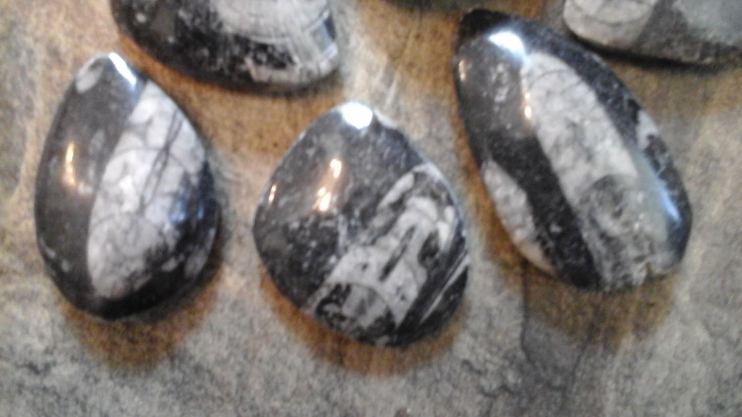 Fossil Orthoceras For 1