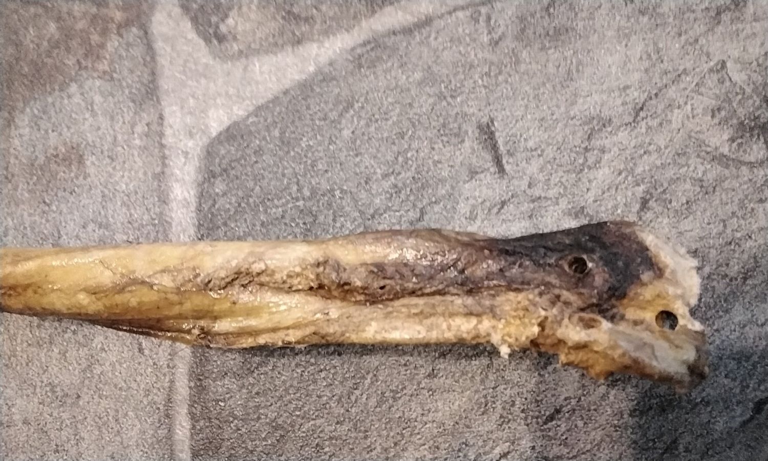 Bison Buffalo Dick Real Buffalo Baculum Penis