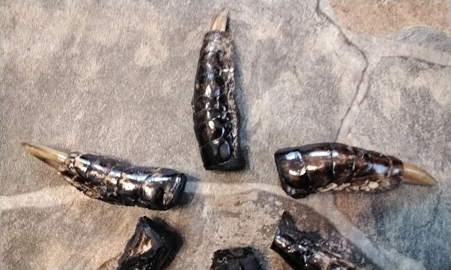 Alligator Toe For 1 Lot #Huge From Fla. USA