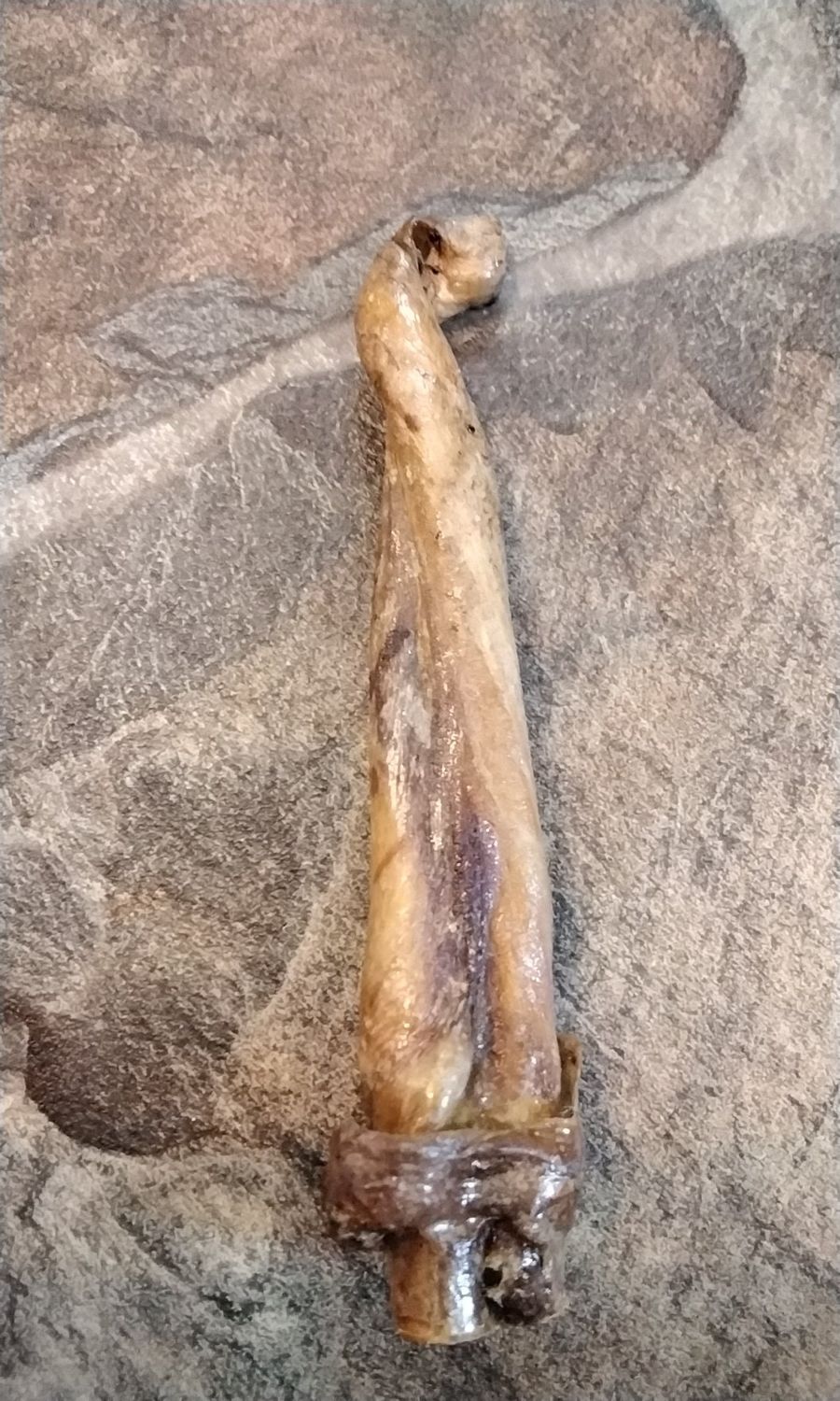Buffalo Dick Head The Penis Head Of The Buffalo Dick Drilled 4 3/4&quot; x 1&quot;