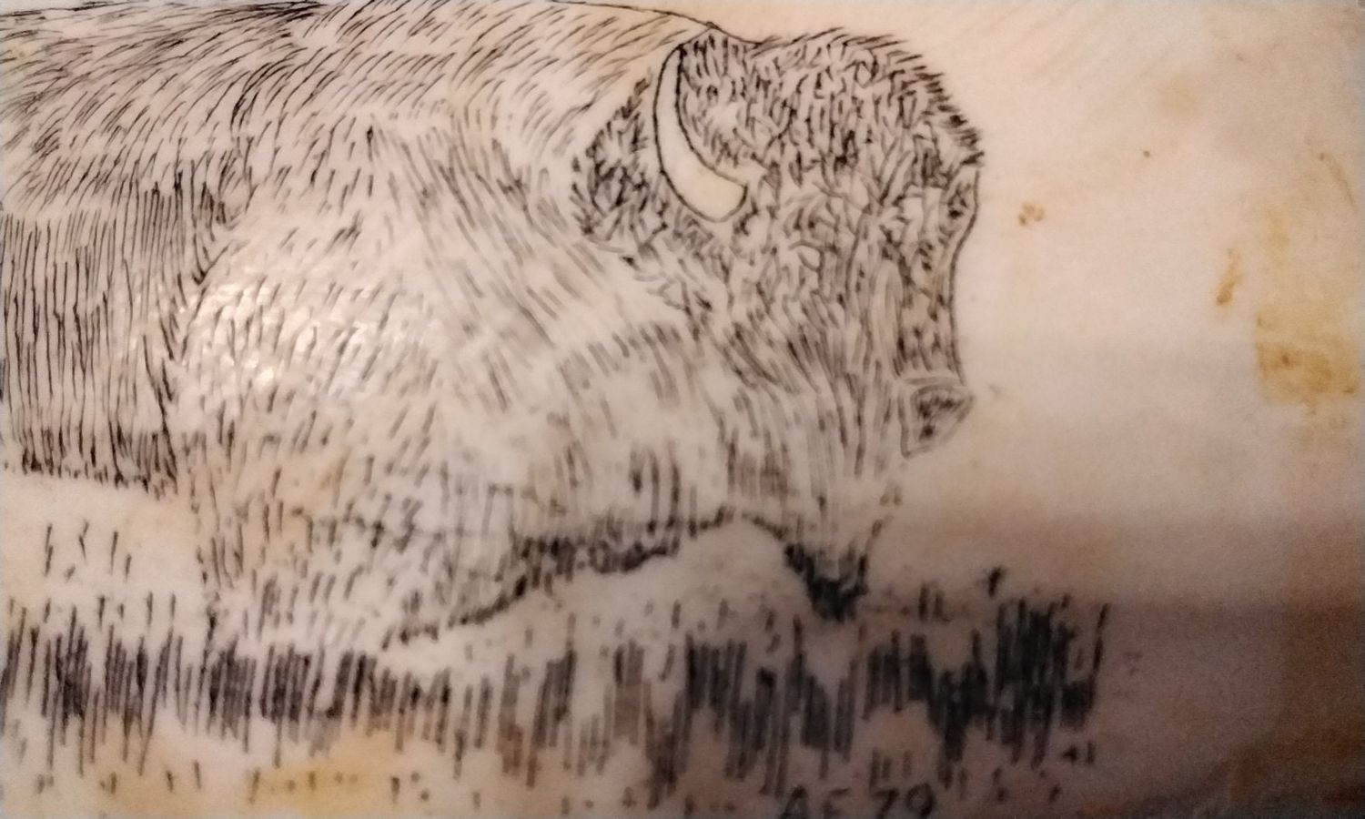 Bison Buffalo Leg Bone Scrimshaw Bison Buffalo Handmade in USA