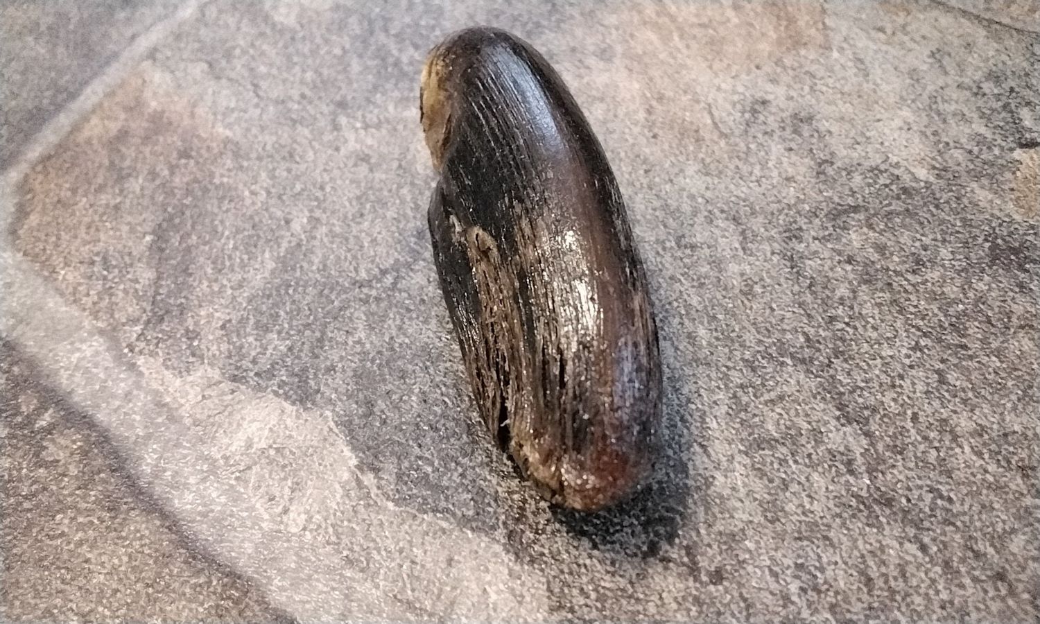 Ostrich Toe From Mn. USA