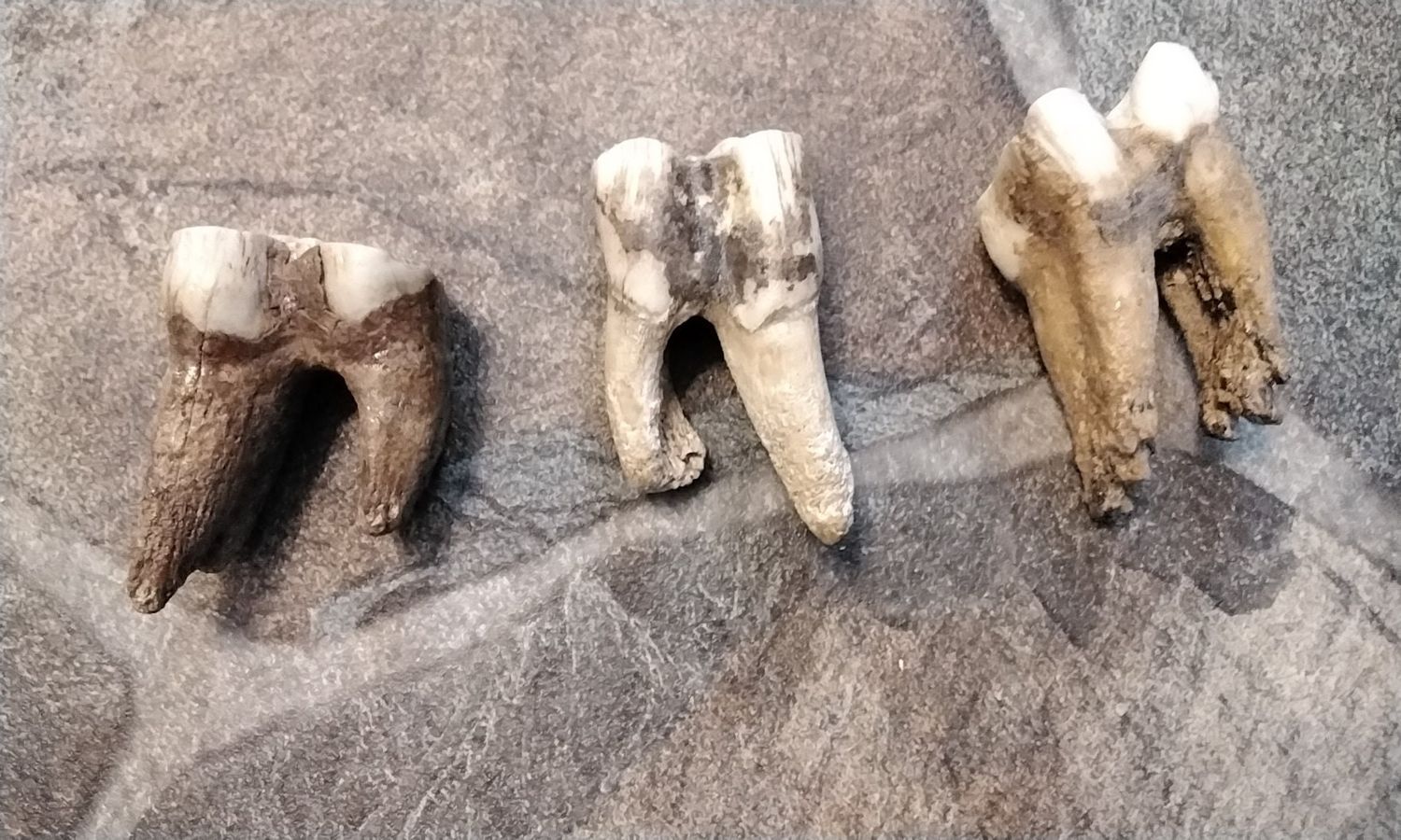 Bison Buffalo Fossil Tooth For 1 Prehistoric Over 10,000 Years Old Lot 2R 1 1/2&quot; long by 1&quot; wide