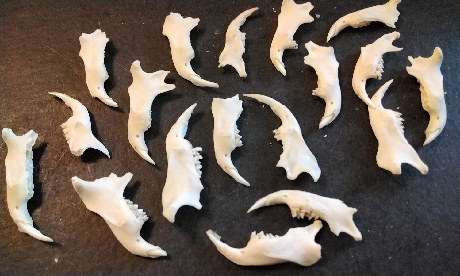 Gopher Woodchuck Jaw For 1 From Mn USA Lot # 3