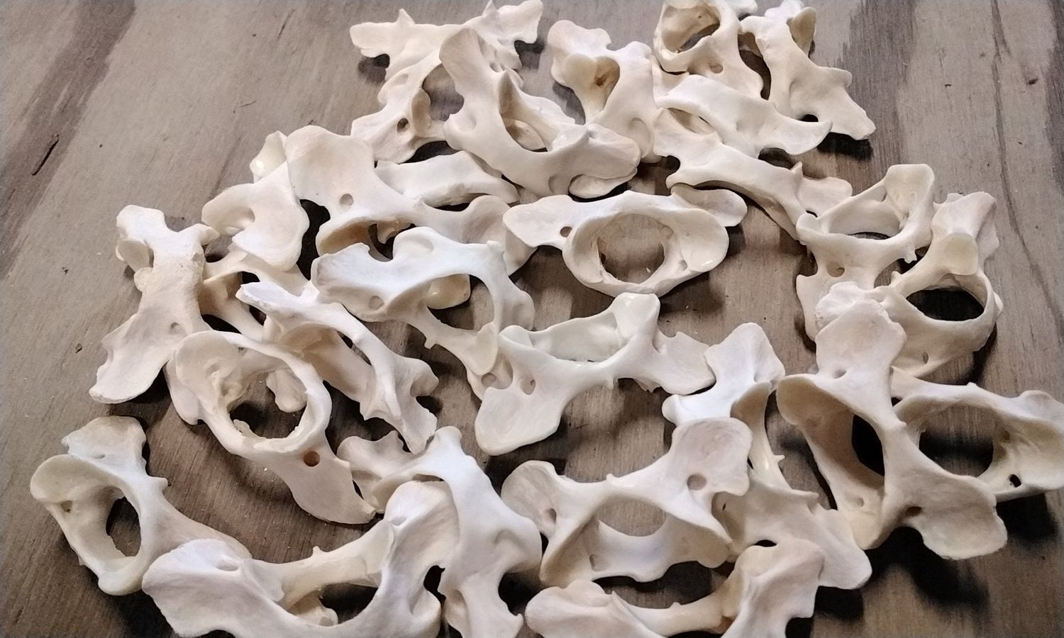 Otter Atlas Bowtie Neck Bone For 1