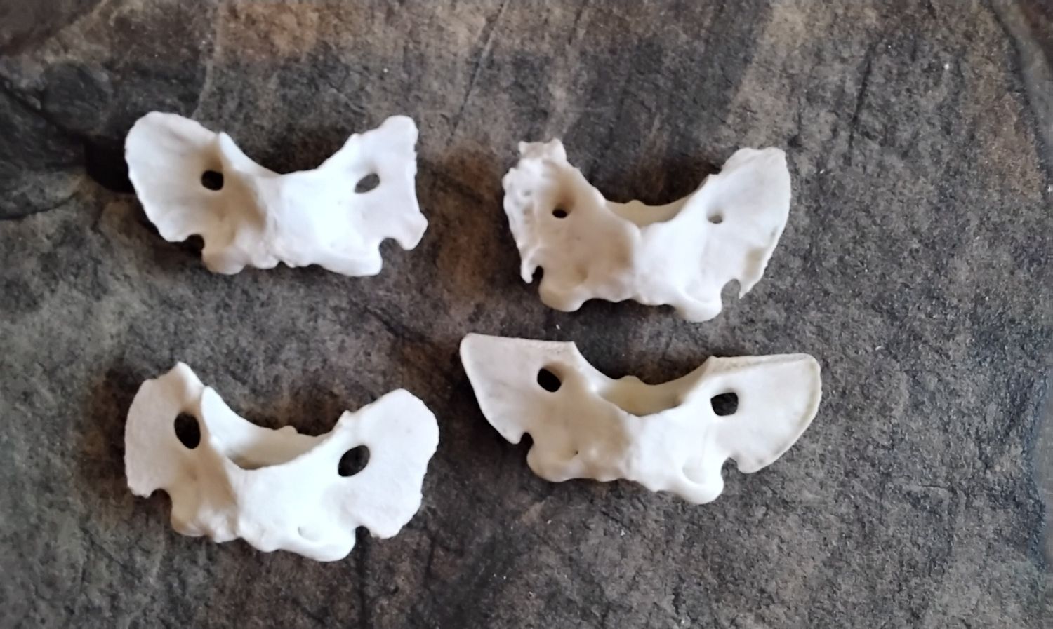 Coyote Neck Bone Atlas Bone (Bowtie Bone ) For 1 From USA