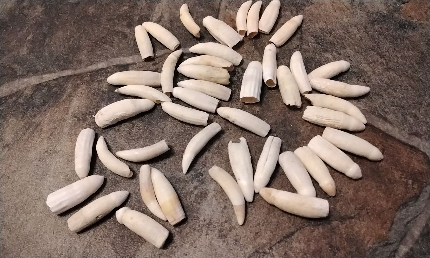 Alligator Tooth For 1 Medium From Fla USA 1 3/8&quot; - 1 1/2&quot; Long