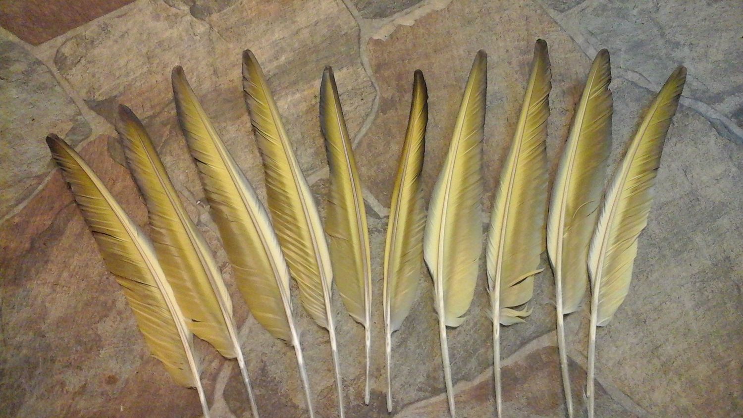 Parrot Wing Pointer Feathers for 4 Macaw Parrot Feathers 2 right and 2 left From Fla. USA Farm Pen Raised Lot# 1RLWF these are from a domesticated pet bird