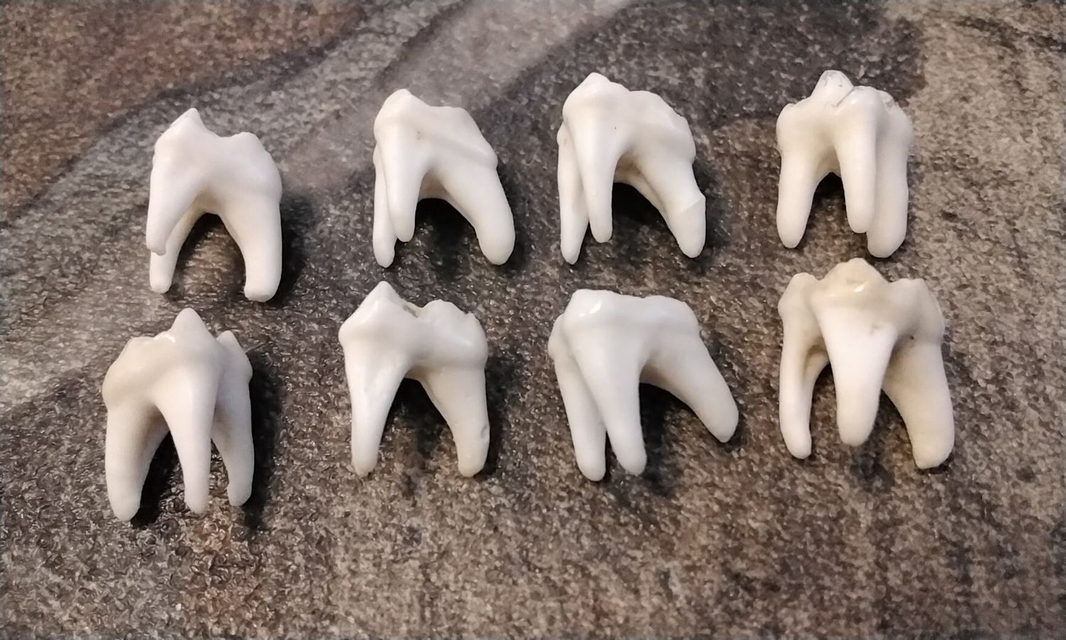 Raccoon Side Molar Tooth For 4 Wide 3 Root Side Molar Teeth
