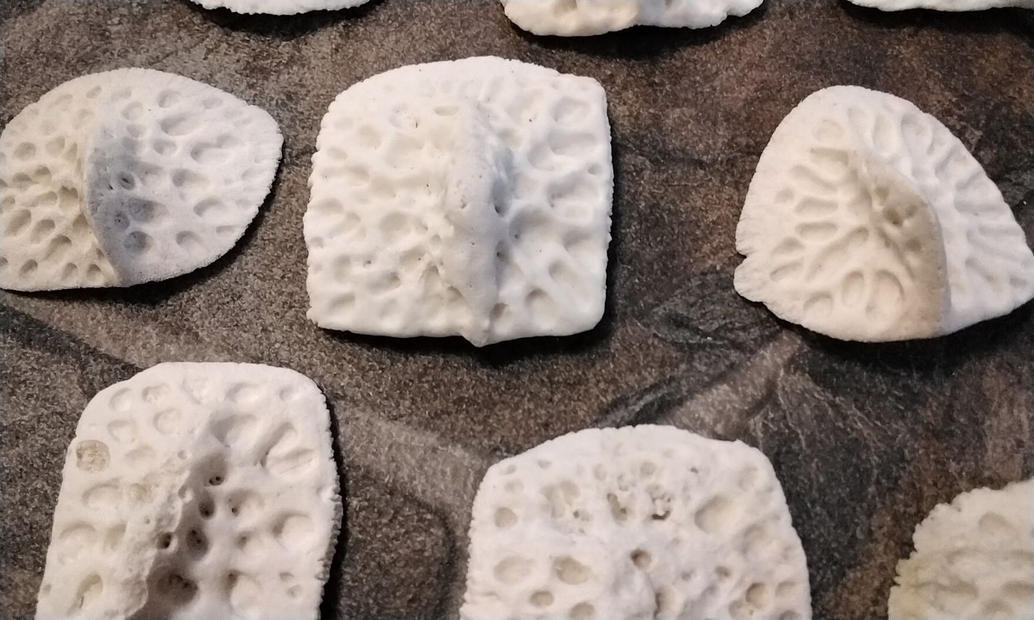 Alligator Back Hide Bone Scutes Osteoderms Bone Plates For 2 Lot# 1 Large 1 1/2 - 2&quot; Size
