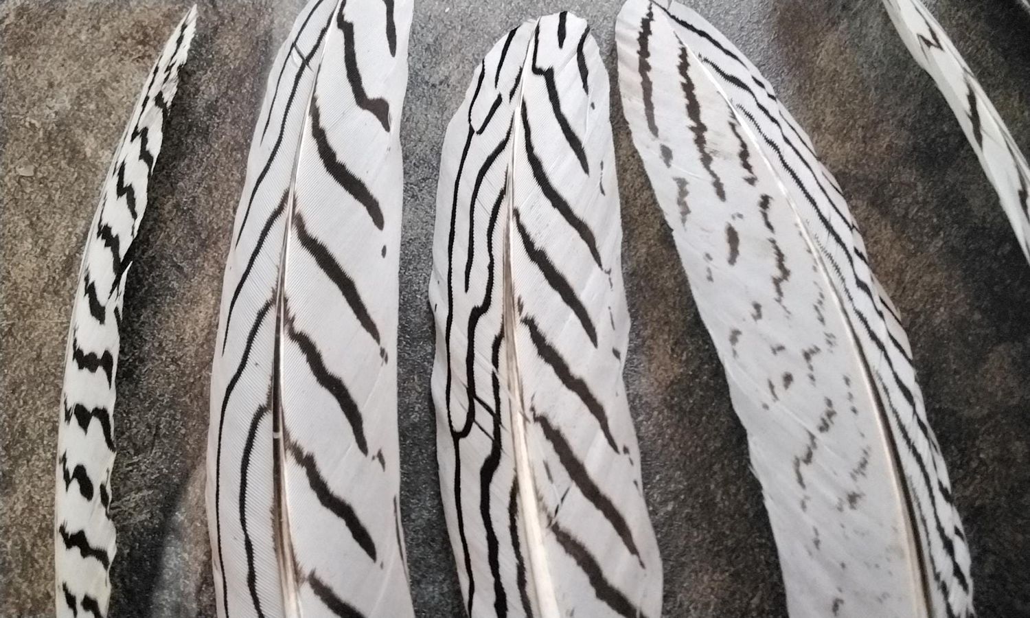 Silver Pheasant Feathers For 6 Farm Pin Raised. Lot# about 7&quot; - 9&quot; Long