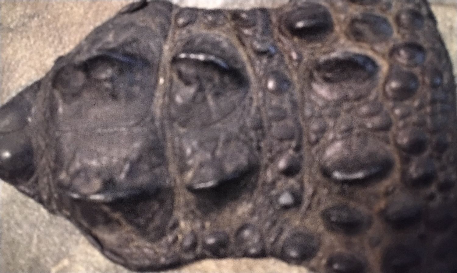 Alligator Hornback Piece Super Soft Tanned Super Pliable From Fla. USA Lot#BLG2
