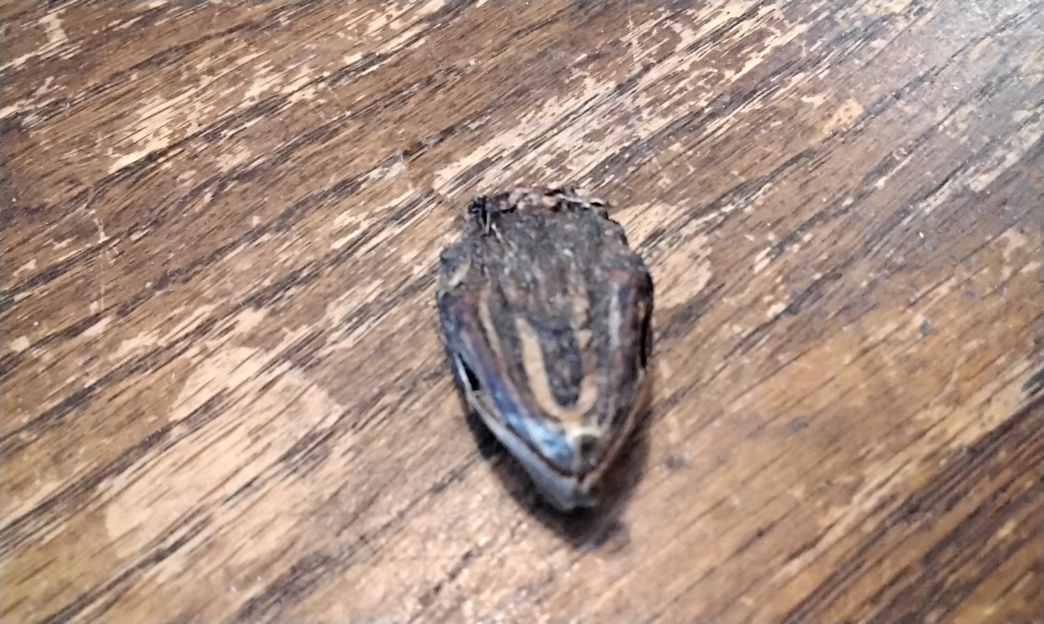 Mini Red Ear Slider Turtle Head From Mn. USA