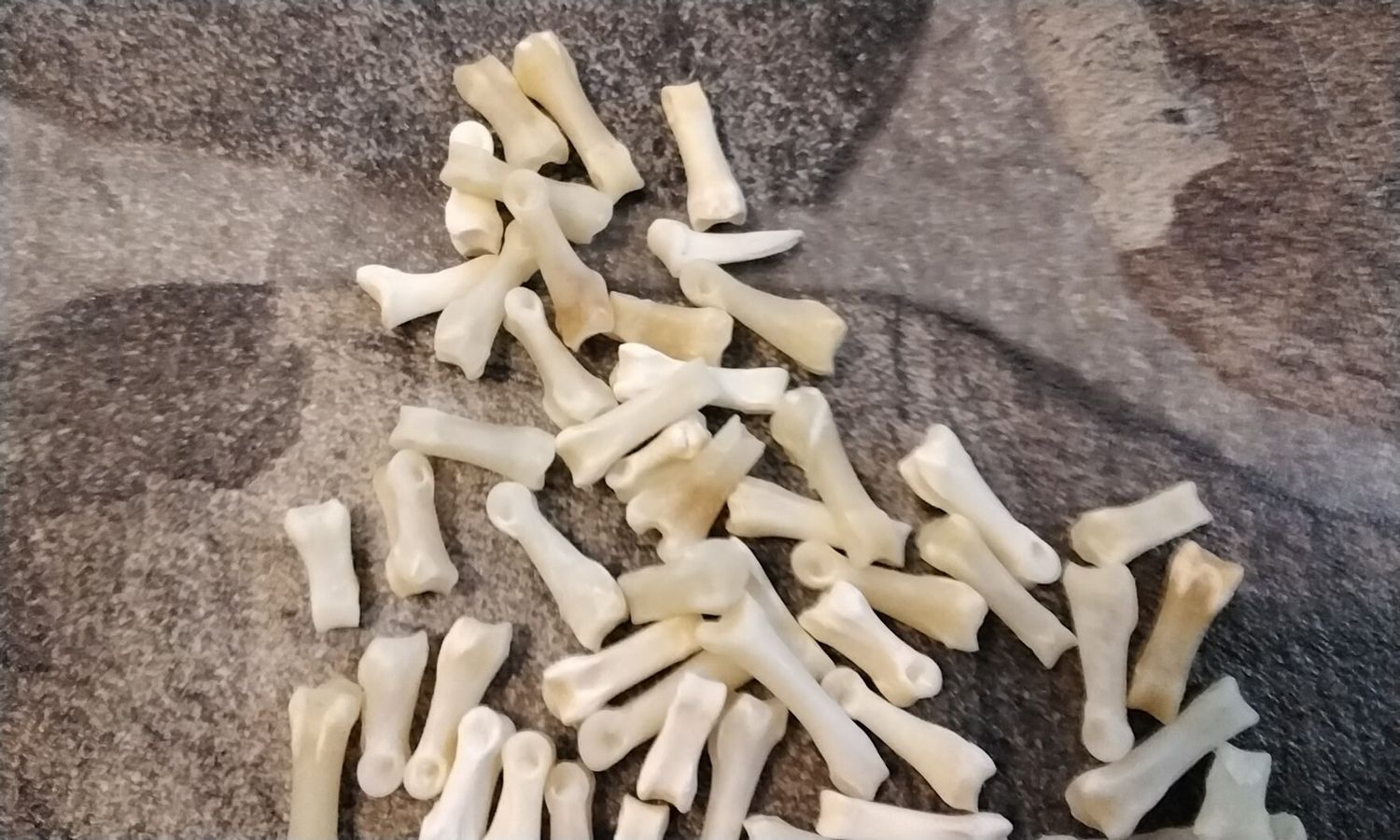 Jack Rabbit Toe Bone For 5 Small Hare Phalanges Bones From S.D. USA