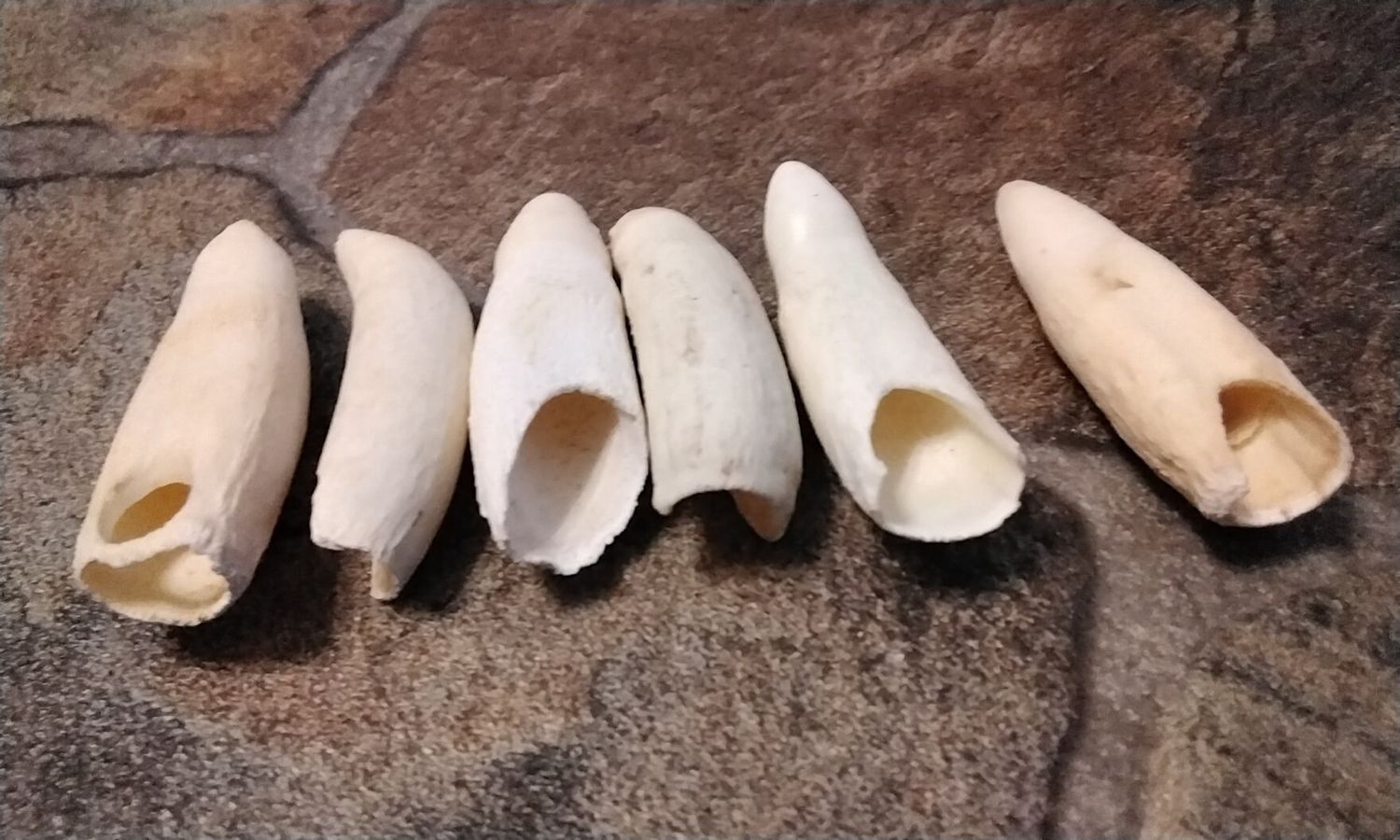 Alligator Tooth For 1 Large From Fla. USA 2&quot; Long