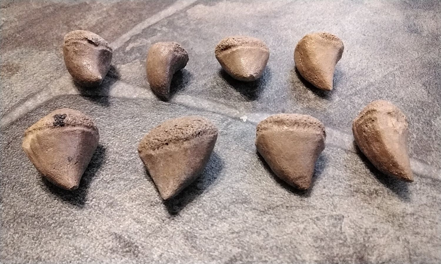 Fossil Turtle Leg Spur For 1 Prehistoric 10,000 Years Old From South Fla.