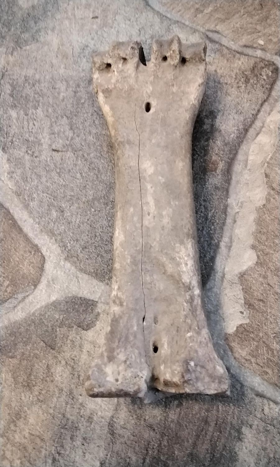 Fossil Bison Buffalo Leg Ankle Talus Bone Jumbo Male  8,000 - 10,000 Years Old 7 1/2&quot; x 2 3/8&quot;