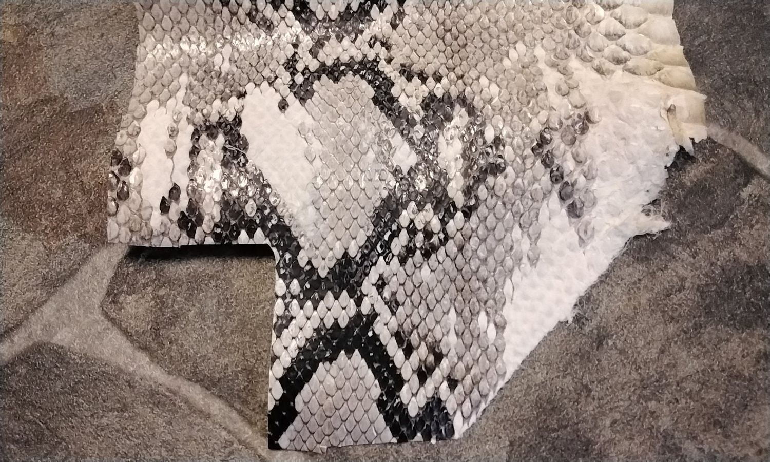Python Snakeskin Piece Natural Lot # 1  13&quot; x 8&quot;