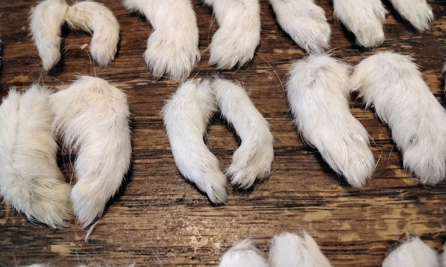 Ermine Fur Foot  With Claws For 4 Complete Feet From Mn.USA