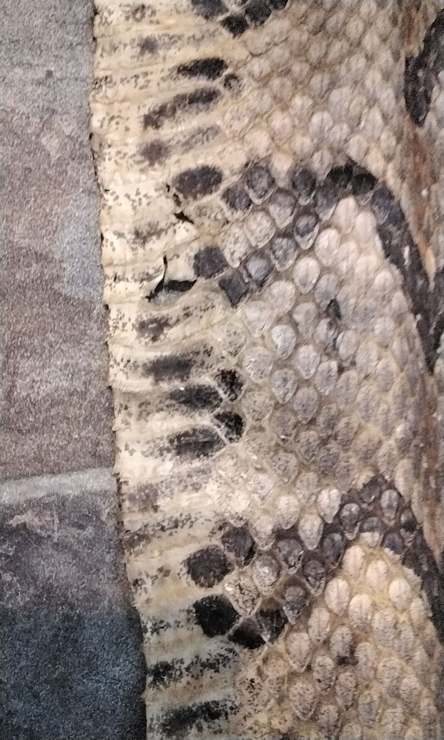 Rattlesnake Skin Canebreak Timber Rattlesnake Skin Commercial Tanned 53&quot; long Lot#CBD1