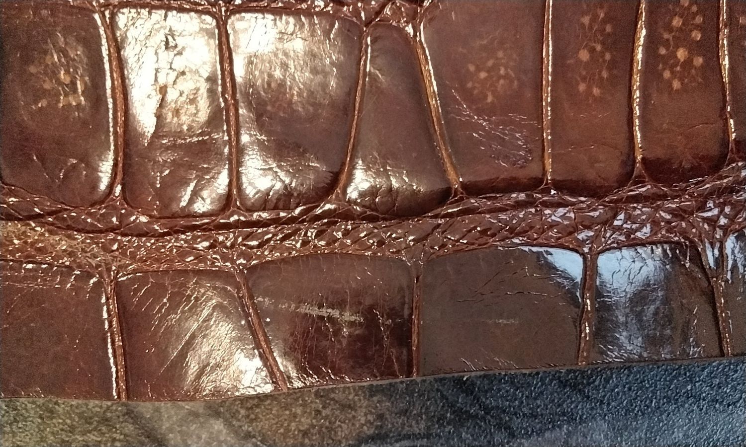 Alligator Skin Piece High Gloss Brown From Fla USA 5 1/4&quot; x 5 1/4&quot;