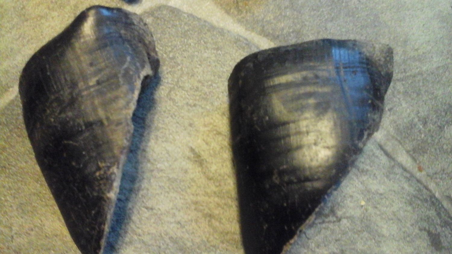 Bison Buffalo Hoof For 2 From USA
