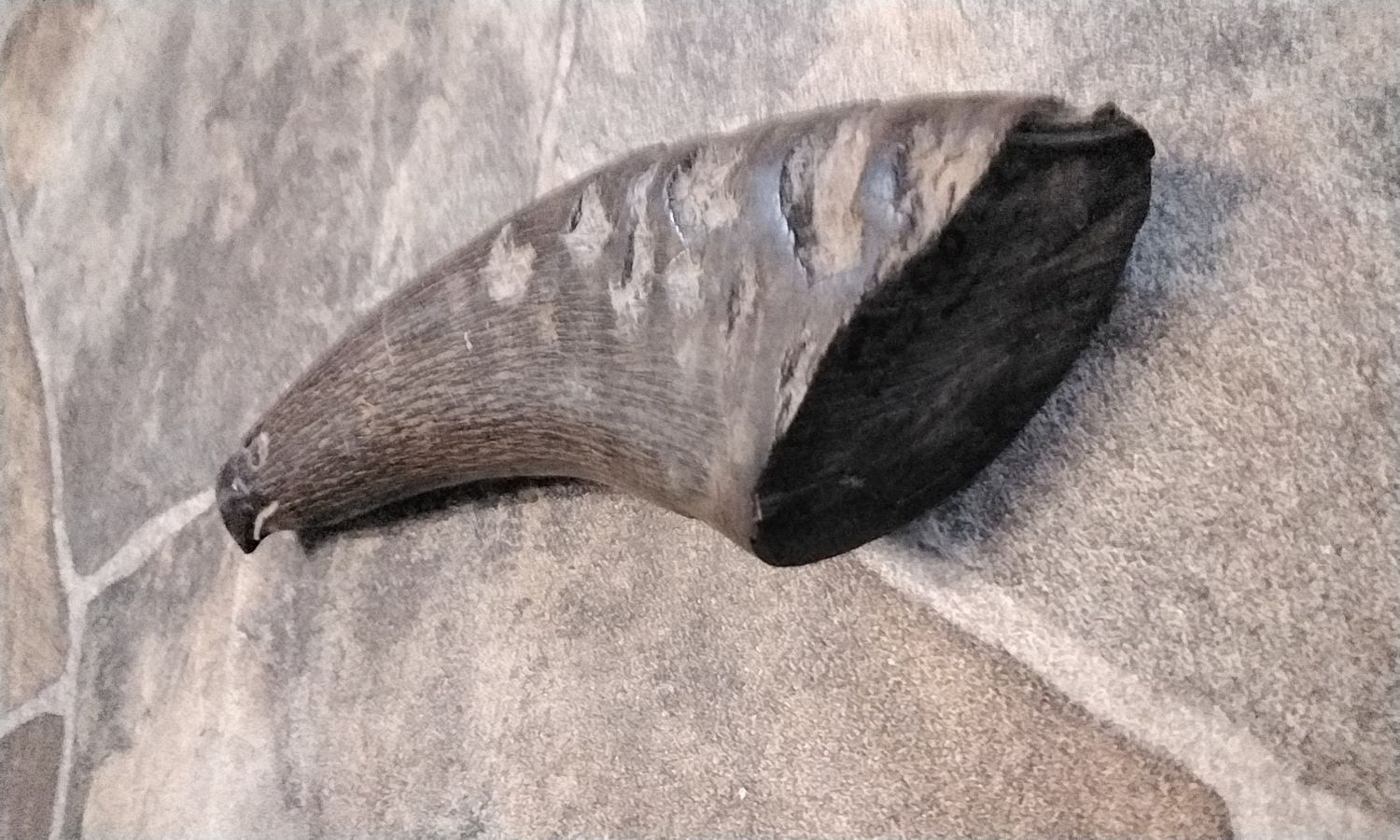 Bison Buffalo Horn Carved Into A Eagle Head Extra Large Hand Carved In Mn. USA
