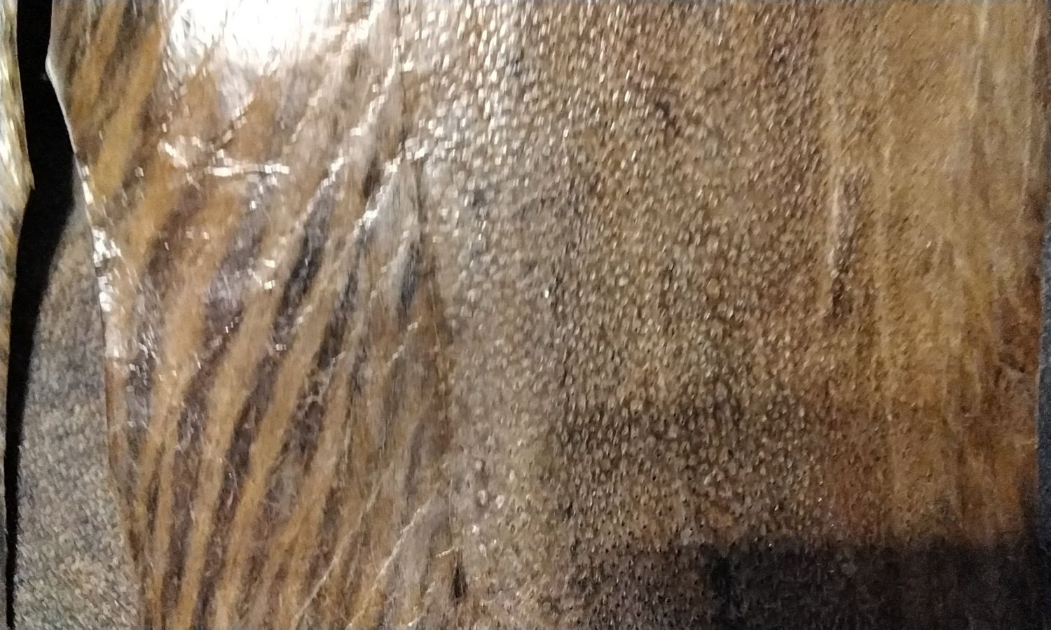 EEL Skin For 1 Super Huge Size
